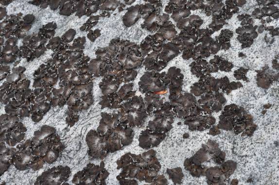 Fungos cobrem as 'Black Rocks', no Shennandoah National Park, na Virginia, Estados Unidos